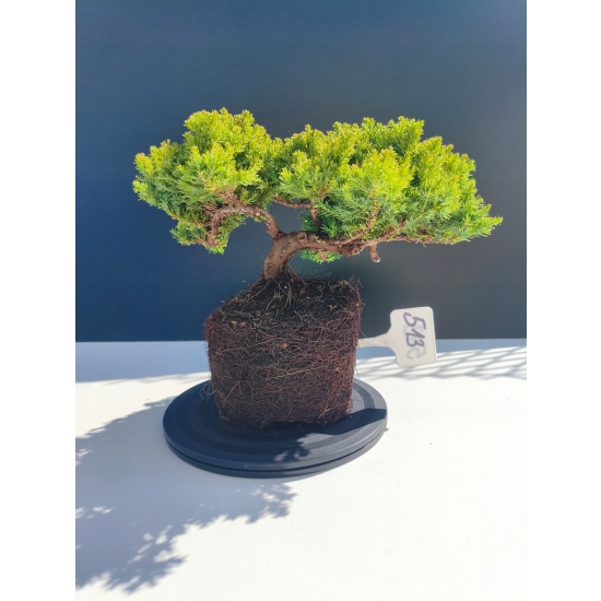 Żywe Drzewko Bonsai Jałowiec Rozesłany Procumbens 11-letni +GRATIS 513