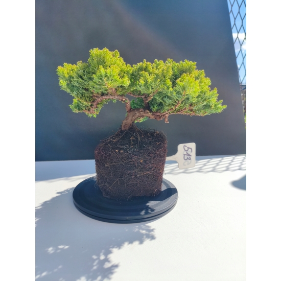 Żywe Drzewko Bonsai Jałowiec Rozesłany Procumbens 11-letni +GRATIS 513