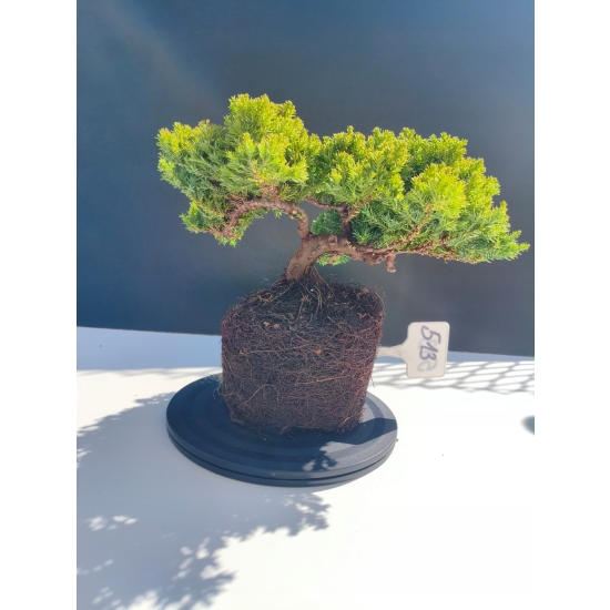 Żywe Drzewko Bonsai Jałowiec Rozesłany Procumbens 11-letni +GRATIS 513