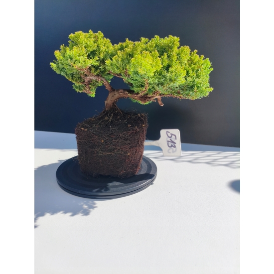 Żywe Drzewko Bonsai Jałowiec Rozesłany Procumbens 11-letni +GRATIS 513