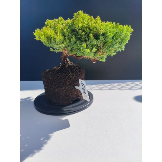 Żywe Drzewko Bonsai Jałowiec Rozesłany Procumbens 11-letni +GRATIS 513