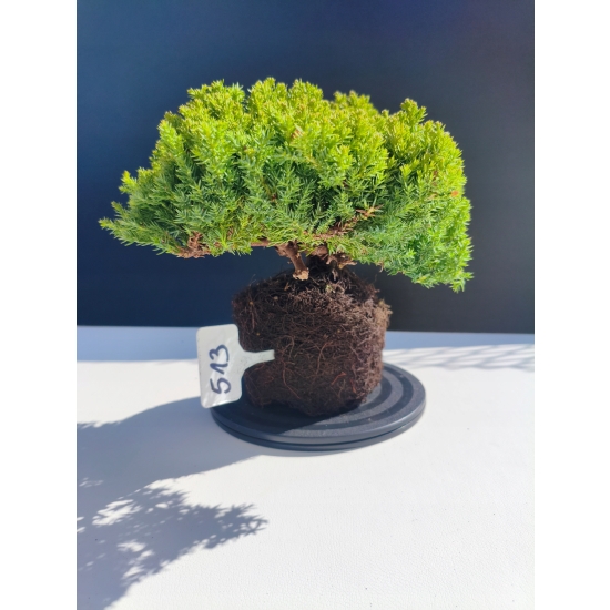 Żywe Drzewko Bonsai Jałowiec Rozesłany Procumbens 11-letni +GRATIS 513