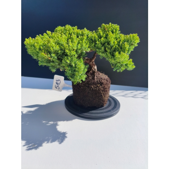 Żywe Drzewko Bonsai Jałowiec Rozesłany Procumbens 11-letni +GRATIS 513