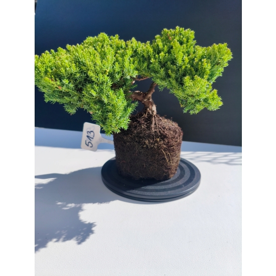 Żywe Drzewko Bonsai Jałowiec Rozesłany Procumbens 11-letni +GRATIS 513