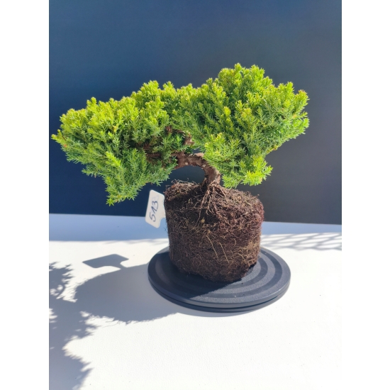 Żywe Drzewko Bonsai Jałowiec Rozesłany Procumbens 11-letni +GRATIS 513