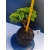 Żywe Drzewko Bonsai Jałowiec Rozesłany Procumbens 11-letni +GRATIS 532