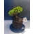 Żywe Drzewko Bonsai Jałowiec Rozesłany Procumbens 11-letni +GRATIS 532
