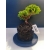 Żywe Drzewko Bonsai Jałowiec Rozesłany Procumbens 11-letni +GRATIS 532