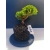 Żywe Drzewko Bonsai Jałowiec Rozesłany Procumbens 11-letni +GRATIS 532