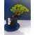 Żywe Drzewko Bonsai Jałowiec Rozesłany Procumbens 11-letni +GRATIS 532