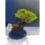 Żywe Drzewko Bonsai Jałowiec Rozesłany Procumbens 11-letni +GRATIS 532
