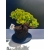 Żywe Drzewko Bonsai Jałowiec Rozesłany Procumbens 11-letni +GRATIS 532