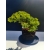 Żywe Drzewko Bonsai Jałowiec Rozesłany Procumbens 11-letni +GRATIS 532
