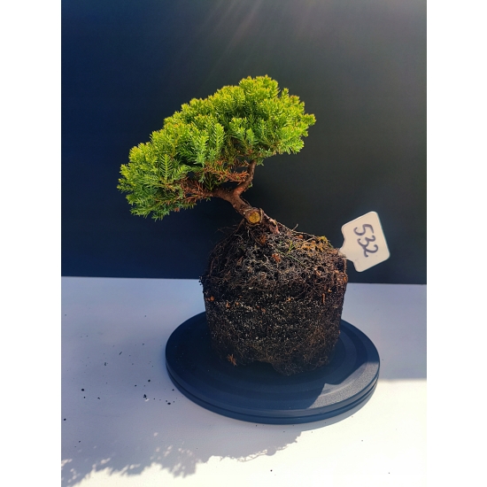 Żywe Drzewko Bonsai Jałowiec Rozesłany Procumbens 11-letni +GRATIS 532
