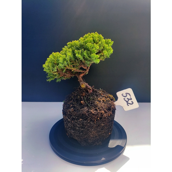 Żywe Drzewko Bonsai Jałowiec Rozesłany Procumbens 11-letni +GRATIS 532