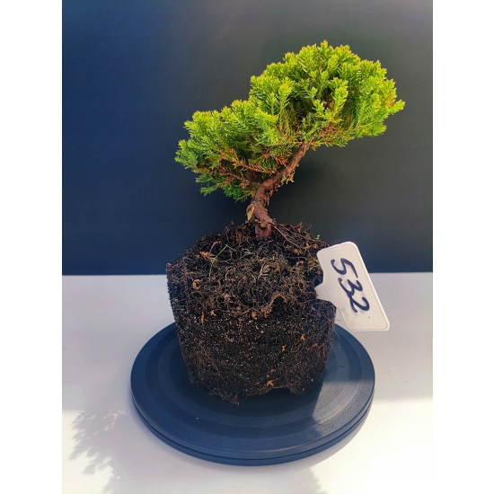 Żywe Drzewko Bonsai Jałowiec Rozesłany Procumbens 11-letni +GRATIS 532