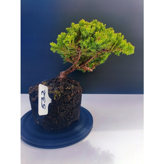 Żywe Drzewko Bonsai Jałowiec Rozesłany Procumbens 11-letni +GRATIS 532