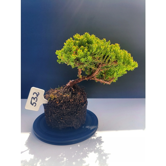 Żywe Drzewko Bonsai Jałowiec Rozesłany Procumbens 11-letni +GRATIS 532
