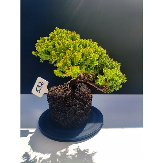 Żywe Drzewko Bonsai Jałowiec Rozesłany Procumbens 11-letni +GRATIS 532