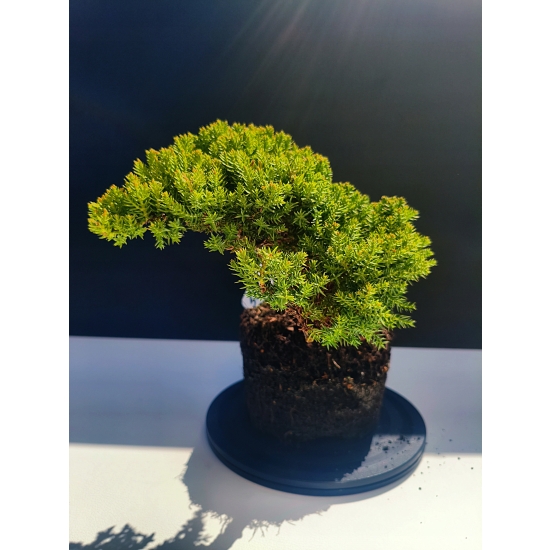 Żywe Drzewko Bonsai Jałowiec Rozesłany Procumbens 11-letni +GRATIS 532