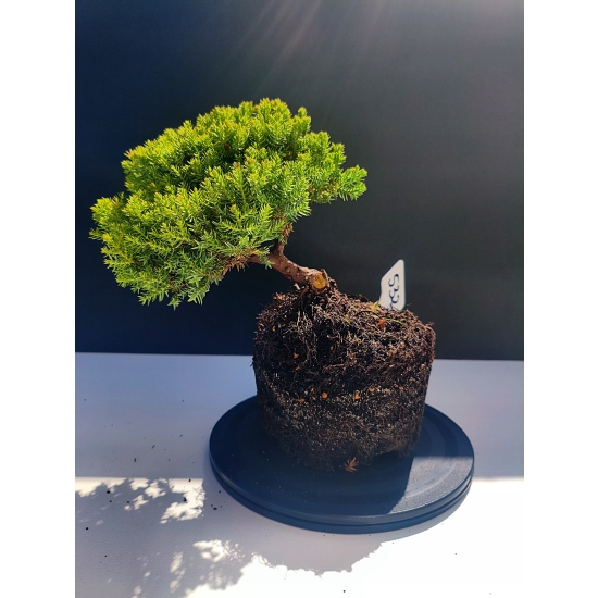 Żywe Drzewko Bonsai Jałowiec Rozesłany Procumbens 11-letni +GRATIS 532