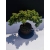 Żywe Drzewko Bonsai Jałowiec Rozesłany Procumbens 11-letni +GRATIS 520