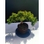 Żywe Drzewko Bonsai Jałowiec Rozesłany Procumbens 11-letni +GRATIS 520