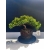 Żywe Drzewko Bonsai Jałowiec Rozesłany Procumbens 11-letni +GRATIS 520