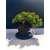 Żywe Drzewko Bonsai Jałowiec Rozesłany Procumbens 11-letni +GRATIS 520