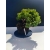 Żywe Drzewko Bonsai Jałowiec Rozesłany Procumbens 11-letni +GRATIS 520