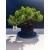Żywe Drzewko Bonsai Jałowiec Rozesłany Procumbens 11-letni +GRATIS 520