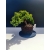 Żywe Drzewko Bonsai Jałowiec Rozesłany Procumbens 11-letni +GRATIS 520