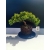 Żywe Drzewko Bonsai Jałowiec Rozesłany Procumbens 11-letni +GRATIS 520