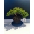 Żywe Drzewko Bonsai Jałowiec Rozesłany Procumbens 11-letni +GRATIS 520