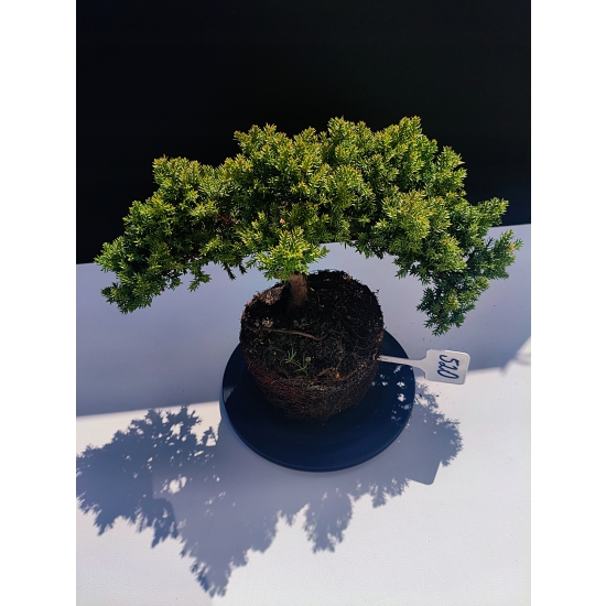 Żywe Drzewko Bonsai Jałowiec Rozesłany Procumbens 11-letni +GRATIS 520