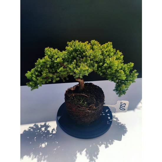 Żywe Drzewko Bonsai Jałowiec Rozesłany Procumbens 11-letni +GRATIS 520