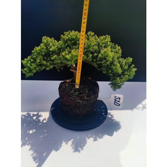 Żywe Drzewko Bonsai Jałowiec Rozesłany Procumbens 11-letni +GRATIS 520