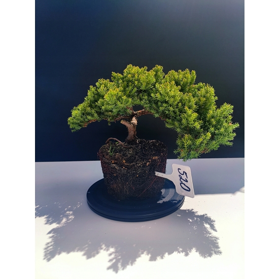 Żywe Drzewko Bonsai Jałowiec Rozesłany Procumbens 11-letni +GRATIS 520