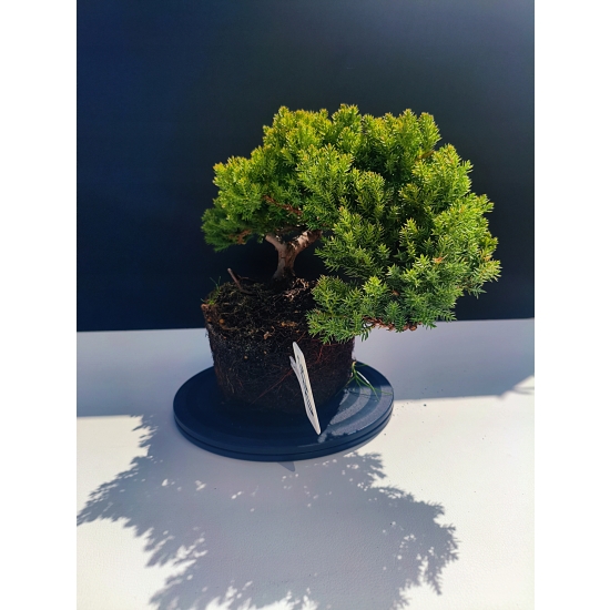 Żywe Drzewko Bonsai Jałowiec Rozesłany Procumbens 11-letni +GRATIS 520