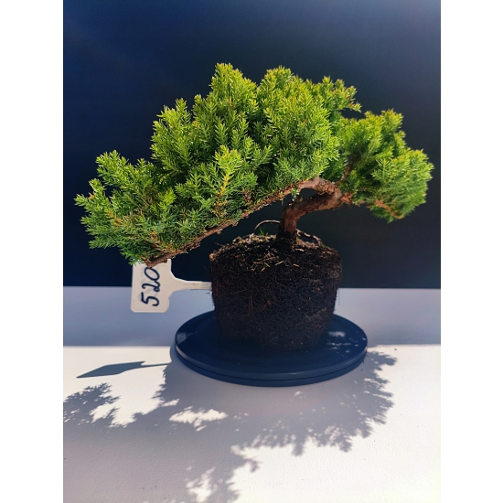 Żywe Drzewko Bonsai Jałowiec Rozesłany Procumbens 11-letni +GRATIS 520