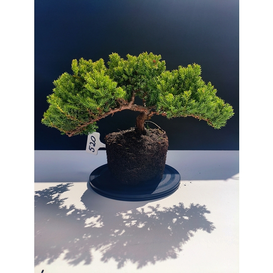 Żywe Drzewko Bonsai Jałowiec Rozesłany Procumbens 11-letni +GRATIS 520