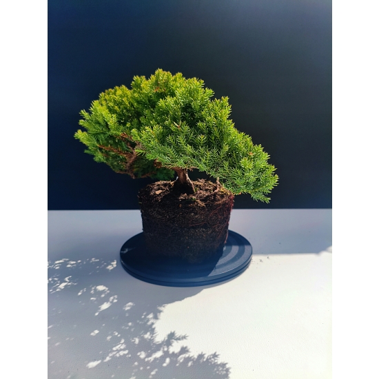 Żywe Drzewko Bonsai Jałowiec Rozesłany Procumbens 11-letni +GRATIS 520