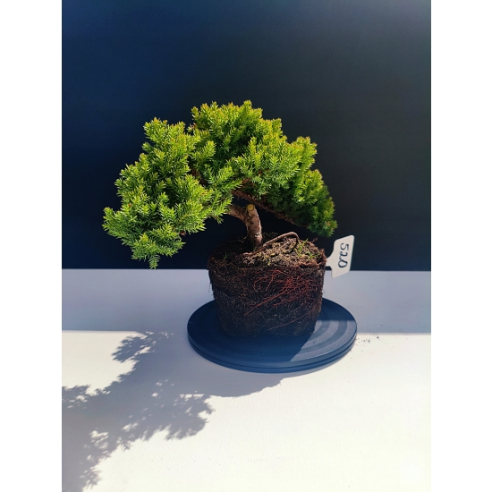 Żywe Drzewko Bonsai Jałowiec Rozesłany Procumbens 11-letni +GRATIS 520