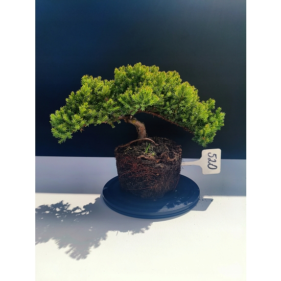 Żywe Drzewko Bonsai Jałowiec Rozesłany Procumbens 11-letni +GRATIS 520