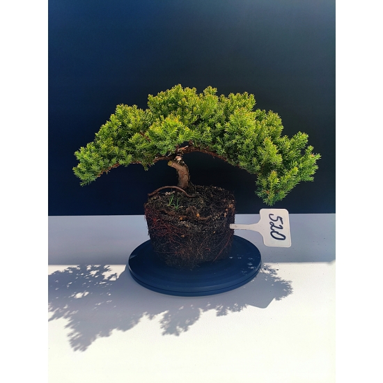 Żywe Drzewko Bonsai Jałowiec Rozesłany Procumbens 11-letni +GRATIS 520