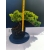 Żywe Drzewko Bonsai Jałowiec Rozesłany Procumbens 11-letni +GRATIS 521