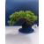 Żywe Drzewko Bonsai Jałowiec Rozesłany Procumbens 11-letni +GRATIS 521