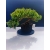 Żywe Drzewko Bonsai Jałowiec Rozesłany Procumbens 11-letni +GRATIS 521
