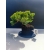Żywe Drzewko Bonsai Jałowiec Rozesłany Procumbens 11-letni +GRATIS 521