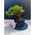 Żywe Drzewko Bonsai Jałowiec Rozesłany Procumbens 11-letni +GRATIS 521